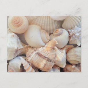 Postal Maravillas soleadas de verano, conchas marinas de
