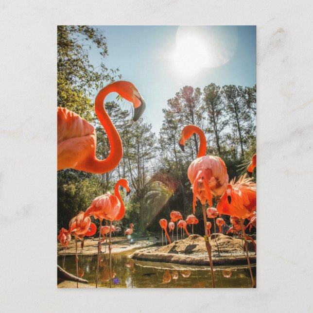 Postal maravillosa de los flamencos (Anverso)