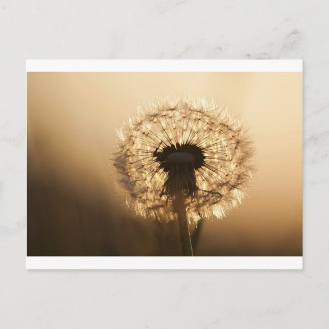 Postal Maravilloso Dandelion (Anverso)