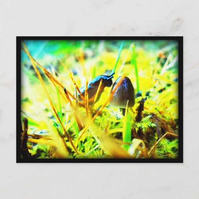 Postal Maravilloso encuentro con tu foto de zambullida y  (Anverso)