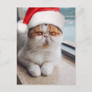 Postal Maravilloso gato persa con sombrero de Santa Claus