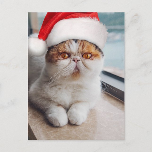 Postal Maravilloso gato persa con sombrero de Santa Claus (Anverso)