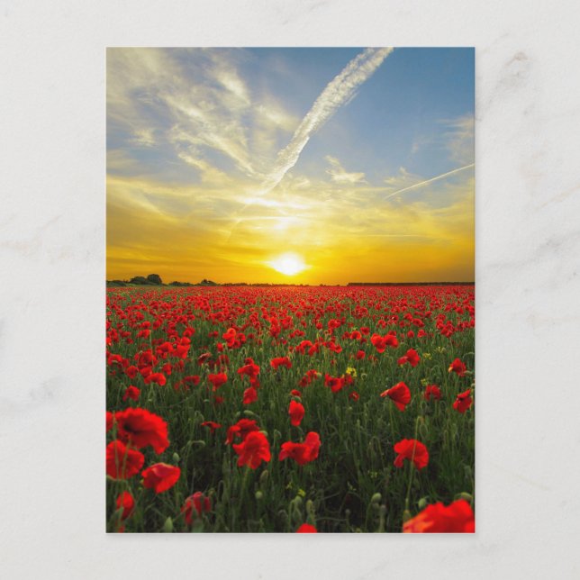 Postal Maravilloso Poppy Field Sunset Horizon (Anverso)