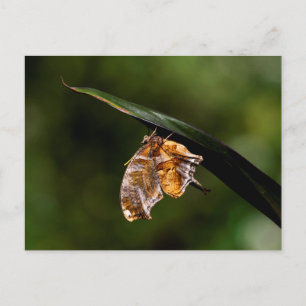 Postal Marca de interrogación mariposa