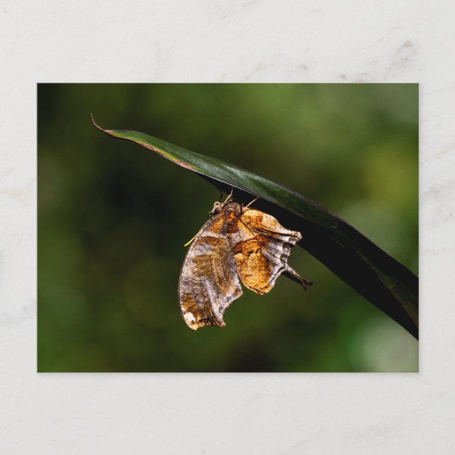 Postal Marca de interrogación mariposa (Anverso)