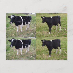 Postal Marcadores de calf - personalizable