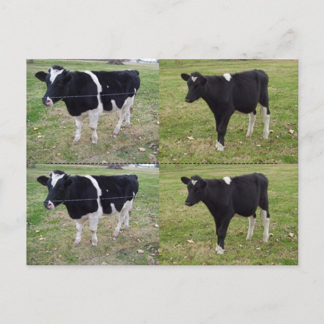 Postal Marcadores de calf - personalizable (Anverso)