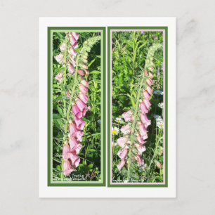 POSTAL MARCADORES FOXGLOVE DE RASPBERRY