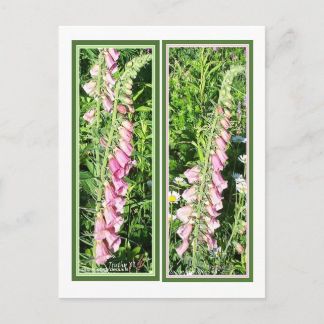 POSTAL MARCADORES FOXGLOVE DE RASPBERRY (Anverso)