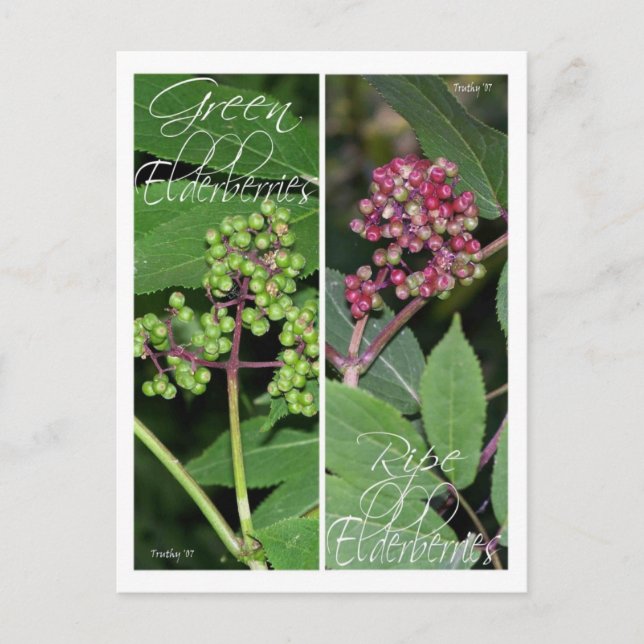 POSTAL MARCADOS DE BOOKMARKS DE ELDERBERRY (Anverso)
