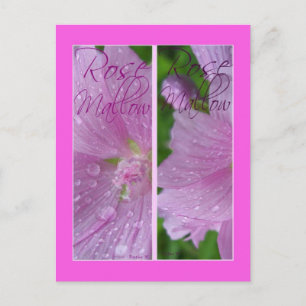 POSTAL MARCADOS DE LIBROS DE MALLOW ROSA