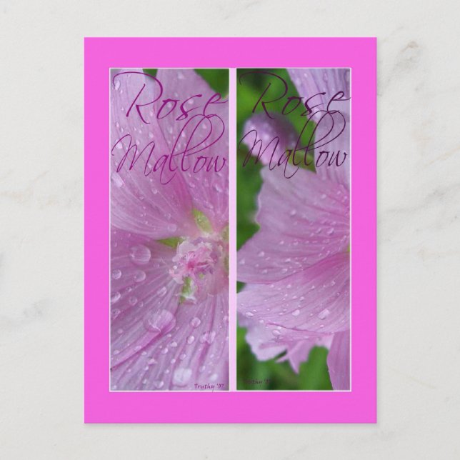 POSTAL MARCADOS DE LIBROS DE MALLOW ROSA (Anverso)