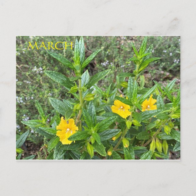 POSTAL MARCH POSTCARD (Anverso)