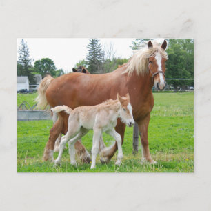 Postal Mare belga y Filly