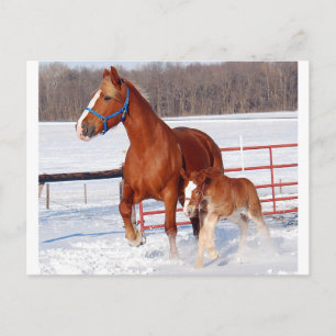 Postal Mare belga y Filly