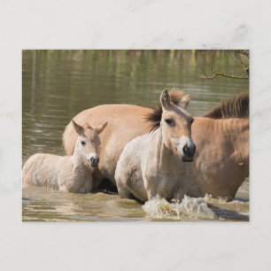 Postal Mare con el pie que cruza un río