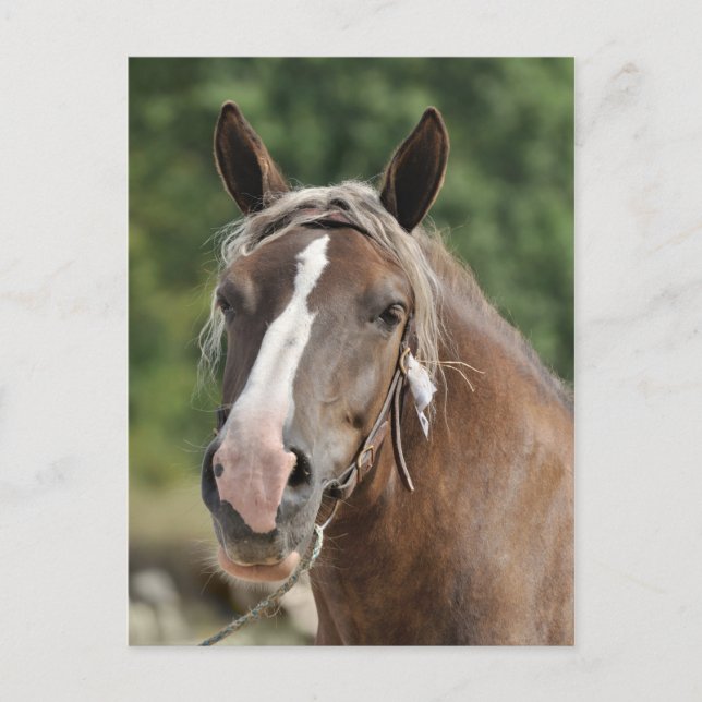 Postal Mare de borrador bretona (Anverso)