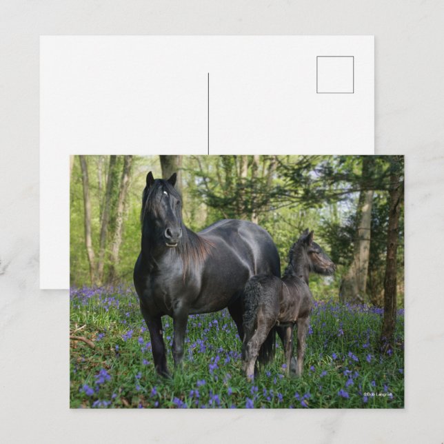 Postal Mare friesia negra y tontería en blues (Anverso / Reverso)