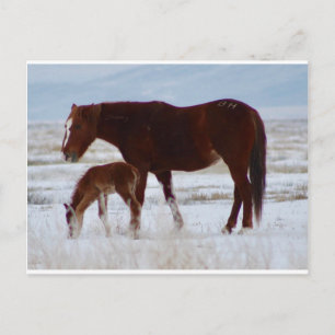 Postal Mare salvaje con bebé en el desierto de Utah en in