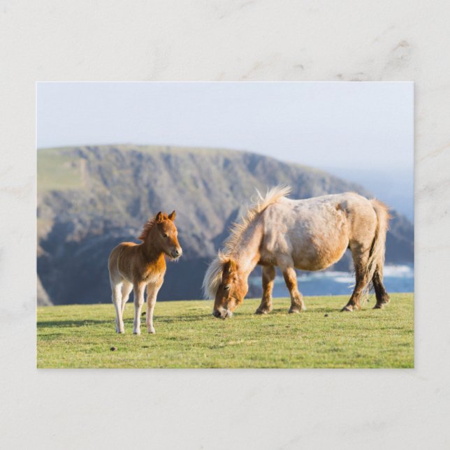 Postal Mare with Foal, islas Shetland, Escocia (Anverso)
