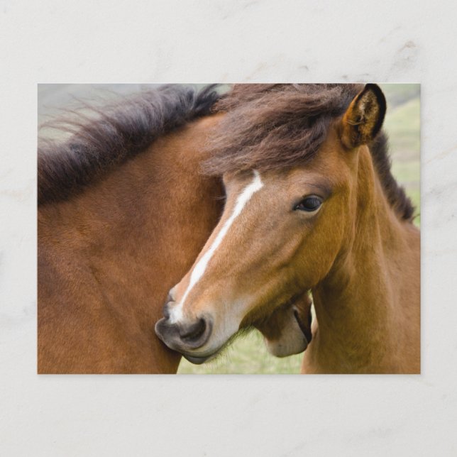 Postal Mare Y Colt (Anverso)