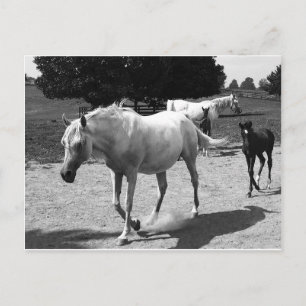 Postal Mare y Filly