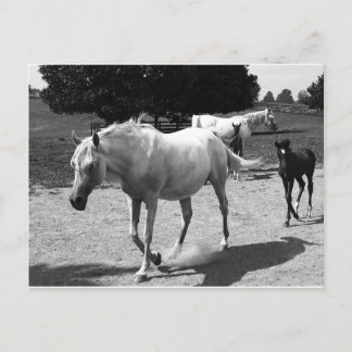 Postal Mare y Filly