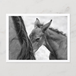 Postal Mare y Foal