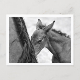 Postal Mare y Foal