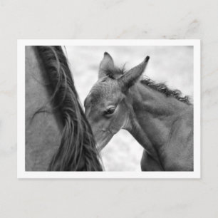 Postal Mare y Foal