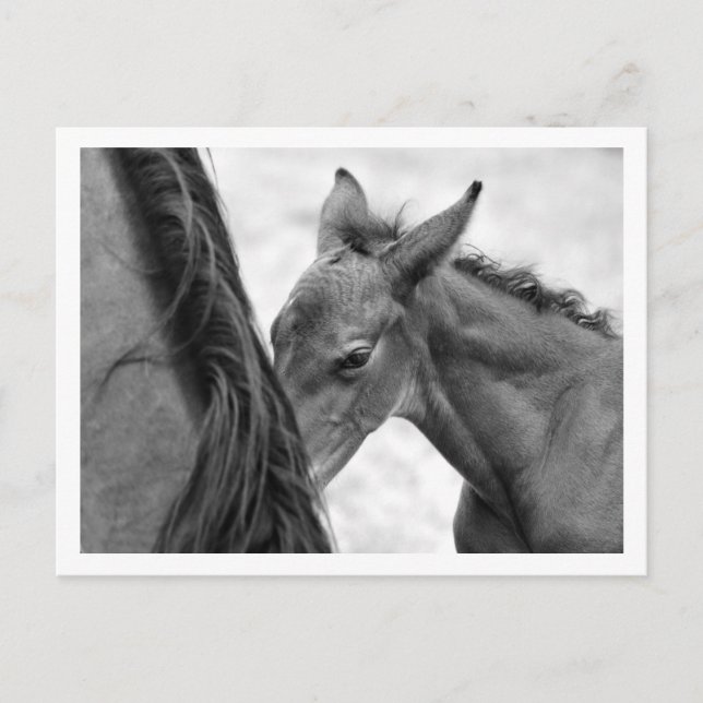 Postal Mare y Foal (Anverso)