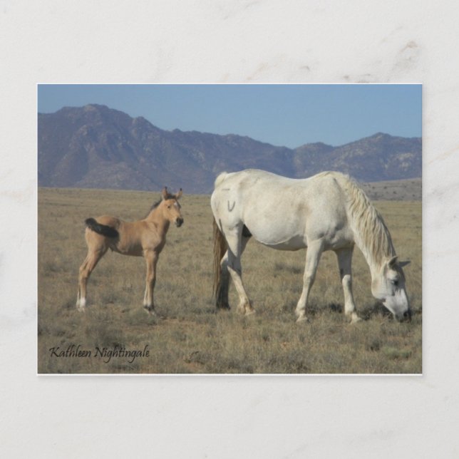 Postal Mare y Foal (caballos) (Anverso)