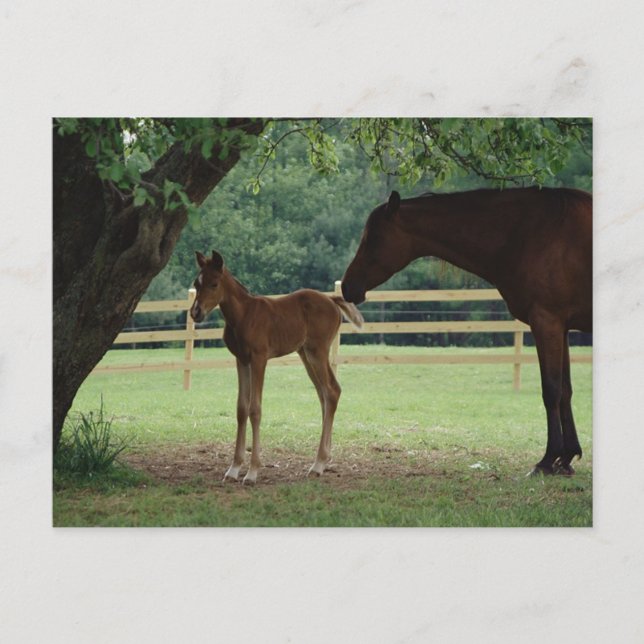 Postal Mare y Foe Under Tree (Anverso)