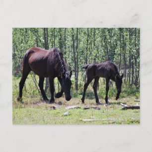 Postal Mare y poda perfectamente sincronizados