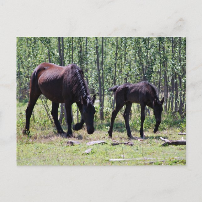 Postal Mare y poda perfectamente sincronizados (Anverso)