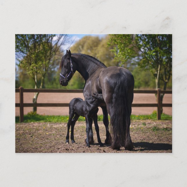 Postal Mare y posta (Anverso)