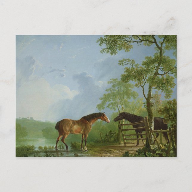 Postal Mare y Stallion en un paisaje (Anverso)
