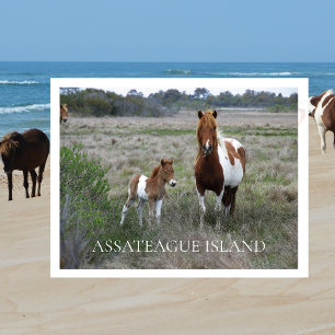 Postal Marea salvaje y tonta, costa nacional de Assateagu