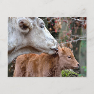Postal Maremmana Cow Licing Calf