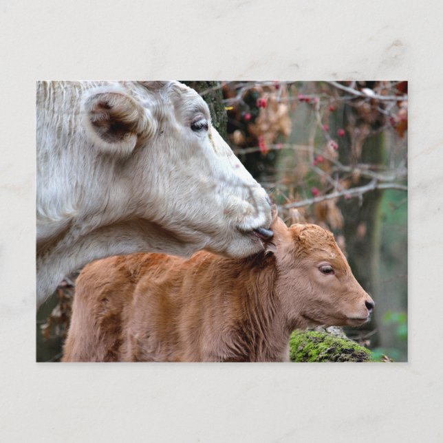 Postal Maremmana Cow Licing Calf (Anverso)
