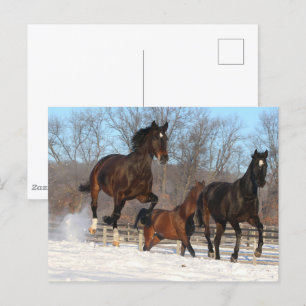 Postal Mares de Oldenburgo y Hanoverian en Nieve