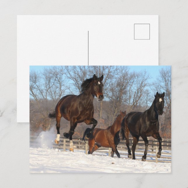 Postal Mares de Oldenburgo y Hanoverian en Nieve (Anverso / Reverso)