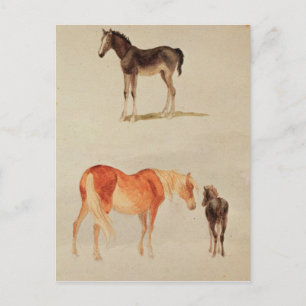 Postal Mares y potros
