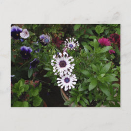 Postal Margarita africana blanca