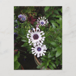 Postal Margarita africana blanca