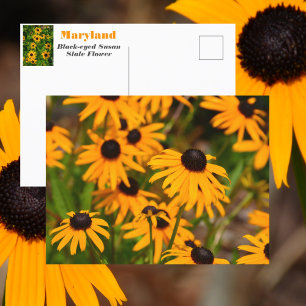 Postal Margarita de ojos negros Flor del Estado de Maryla
