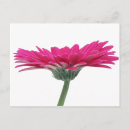 Postal Margarita del Gerbera de las rosas fuertes