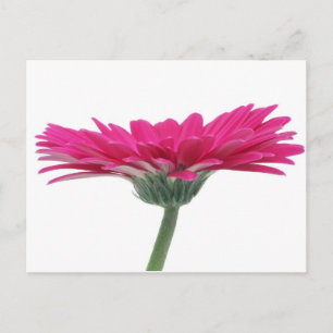 Postal Margarita del Gerbera de las rosas fuertes