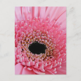 Postal Margarita Gerbera