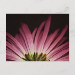 Postal Margarita púrpura marchitada